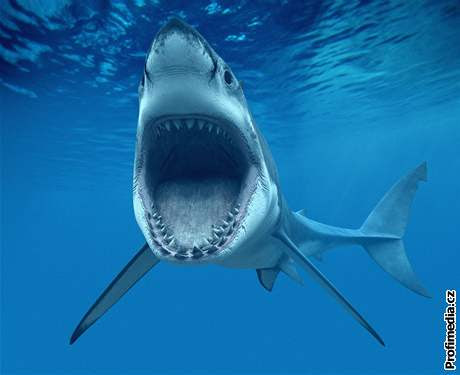 The Reference Frame: Sharks join aliens in their bloody ...