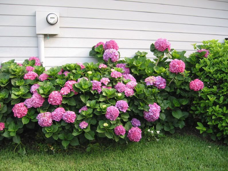 growing hydrangeas in florida
