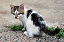 Katze Pinkelt In Die Wohnung Was Tun