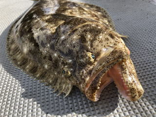 淡路島発 釣り船 三幸丸 釣果