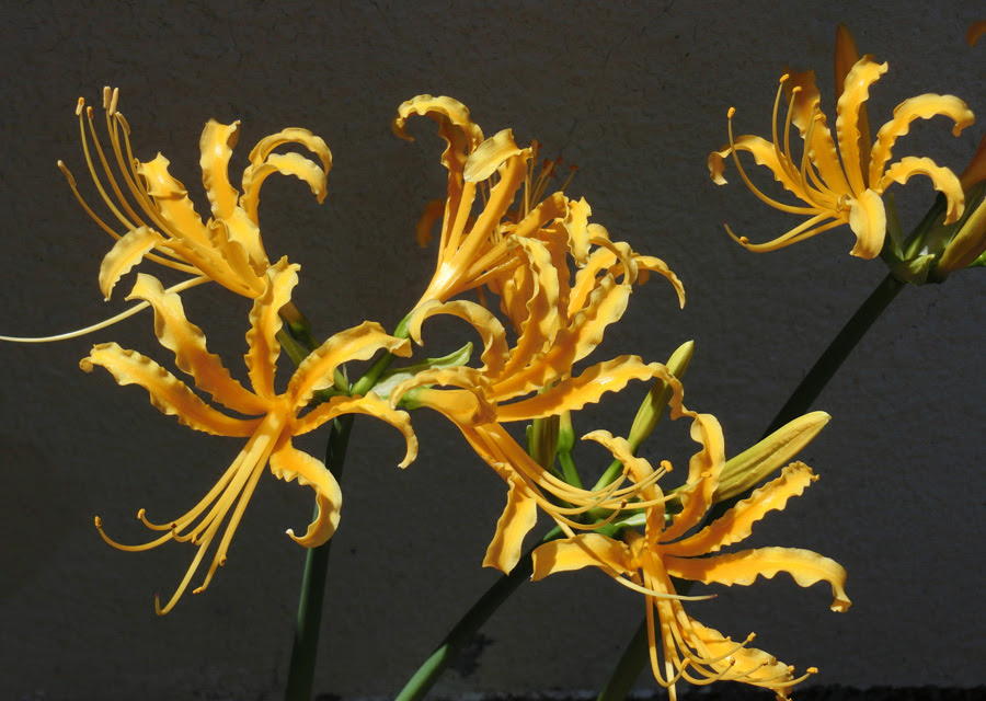 黄色のリコリス リコリス オーレア 10月上旬撮影の花 K U R A D A S H I