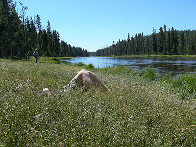 sieste au bord de la Gibbon River.jpg