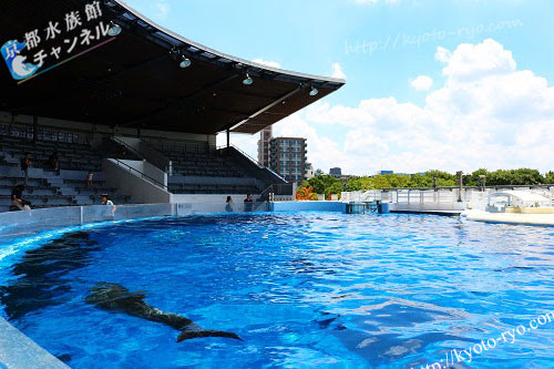 イルカショーの時間や見どころ 京都水族館チャンネル