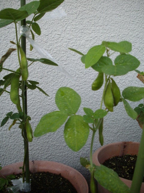 ベランダ菜園の枝豆 はやみどり 大好き ベランダ菜園