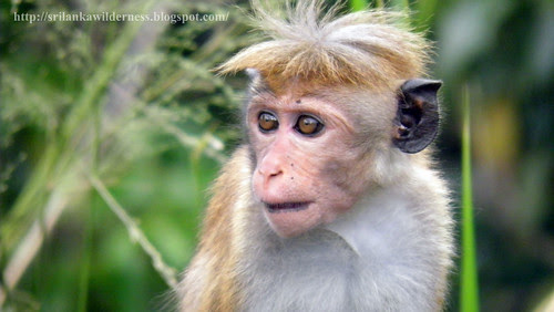 Dusky Toque Monkey(Macaca sinica aurifrons)