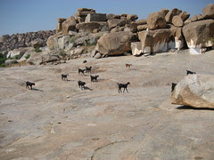 goats and rock