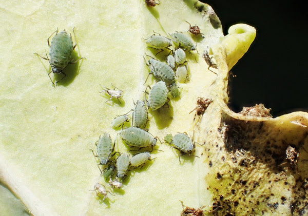 ニセダイコンアブラムシ ポタジェ Jp ー 楽しいキッチンガーデニング 家庭菜園