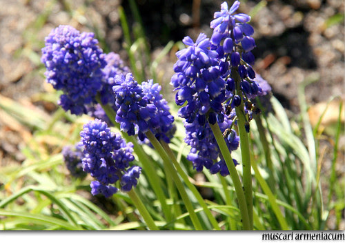 muscari armeniacum
