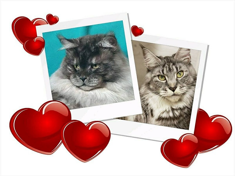 Welcome To Our Maine Coon Cattery Katran Website Katran Maine Coon Cattery