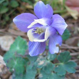 オダマキ おだまき 苧環 の花言葉 花言葉事典