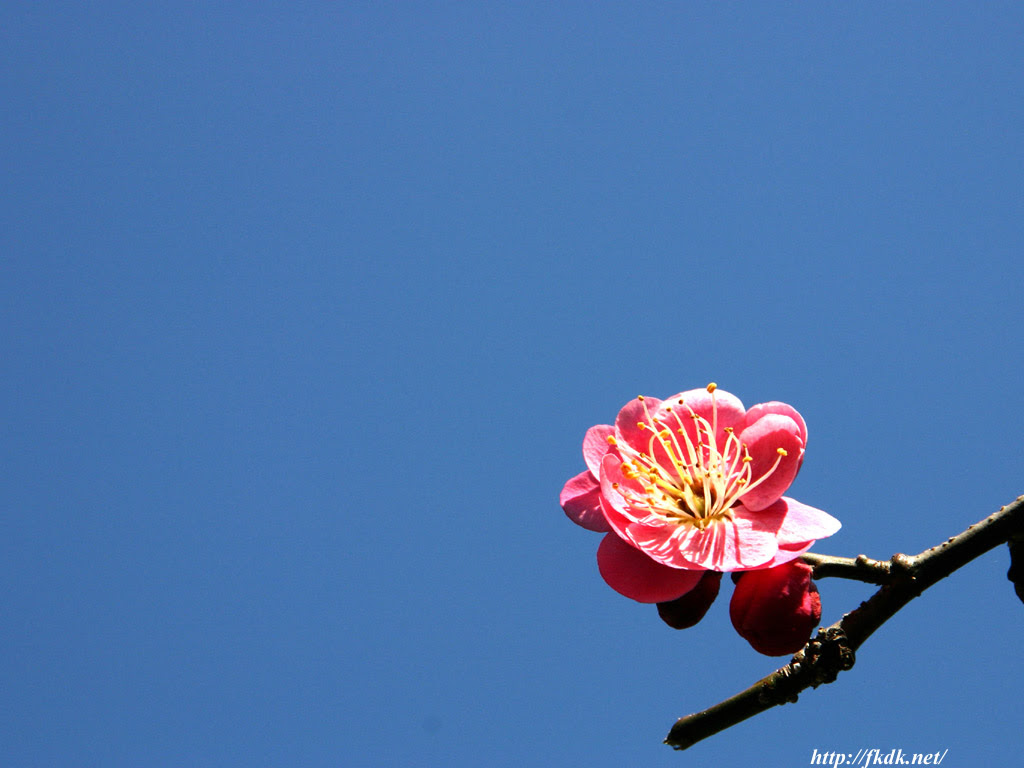 梅の花と空2 風景写真無料壁紙