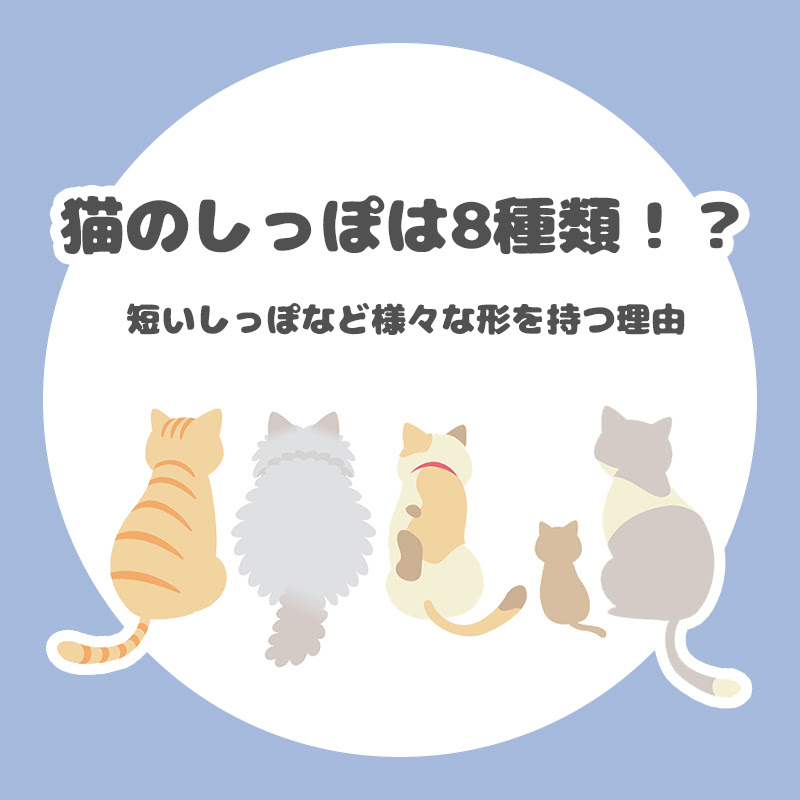 猫のしっぽは8種類 短いしっぽなど様々な形を持つ理由