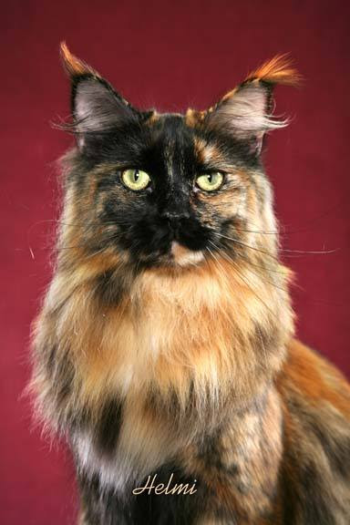 Tortoiseshell Maine Coon cat