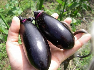 ナスの天敵テントウムシダマシ おいしい無農薬野菜栽培kumafarm