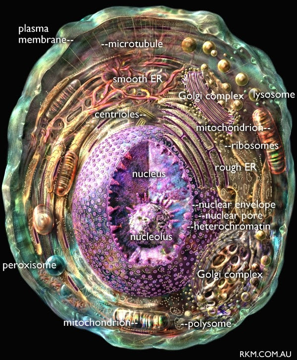 specialised plant cell