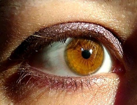  amber eyes eye color amber eyes amber eyes color eye color