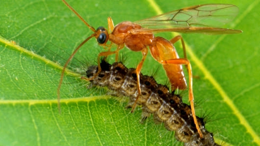 Obviously this is pretty buggy.