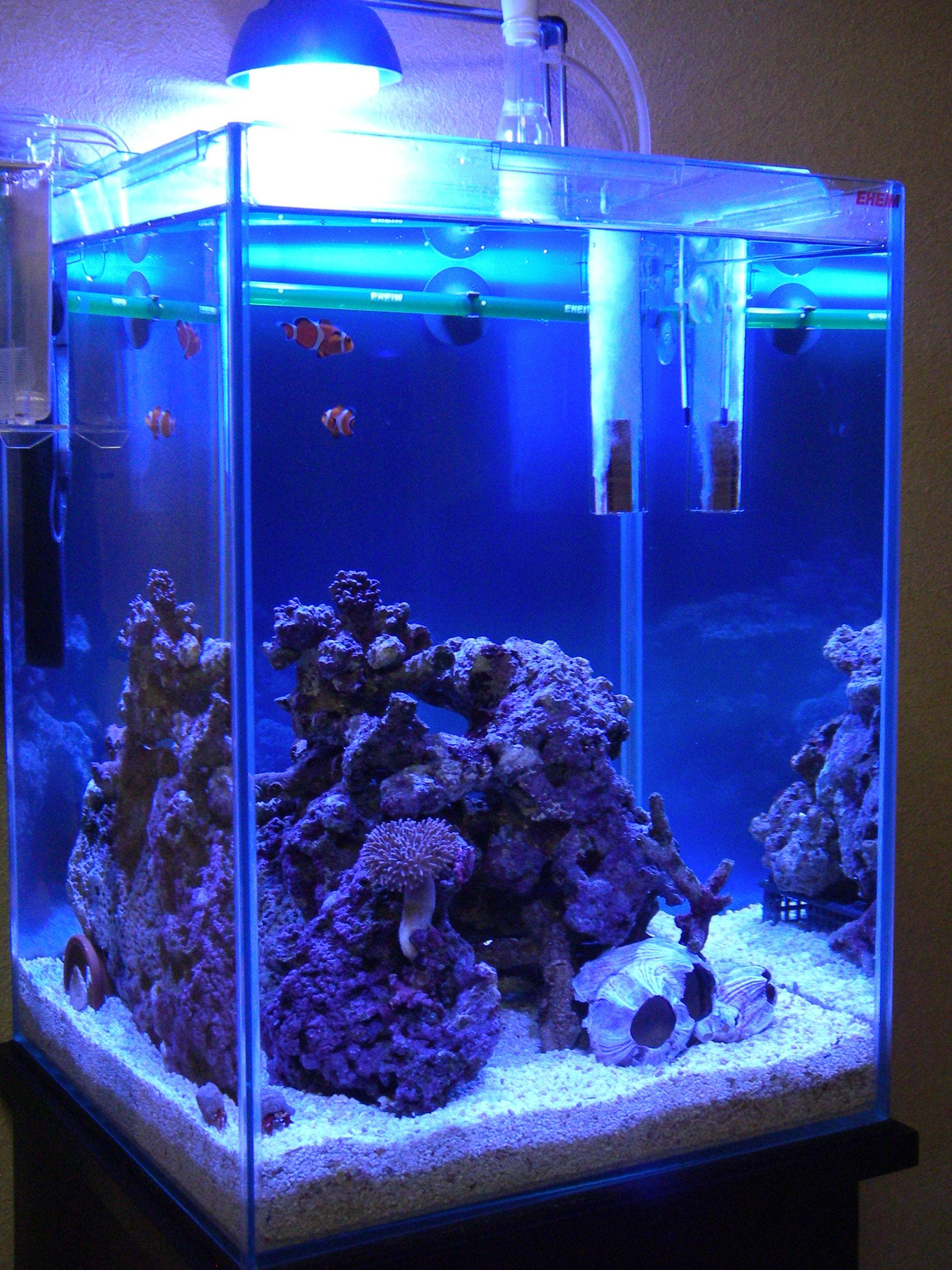 海水水槽の設備と仕様 タンクデータ 随時更新 30cm水槽の海水魚飼育