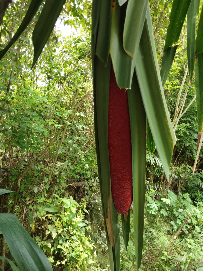 Prospek Buah Merah Menjanjikan MONITOR Prospek Buah Merah Menjanjikan MONITOR