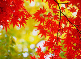 大切な思い出 カエデ花言葉 意味から調べる 逆引き花言葉一覧
