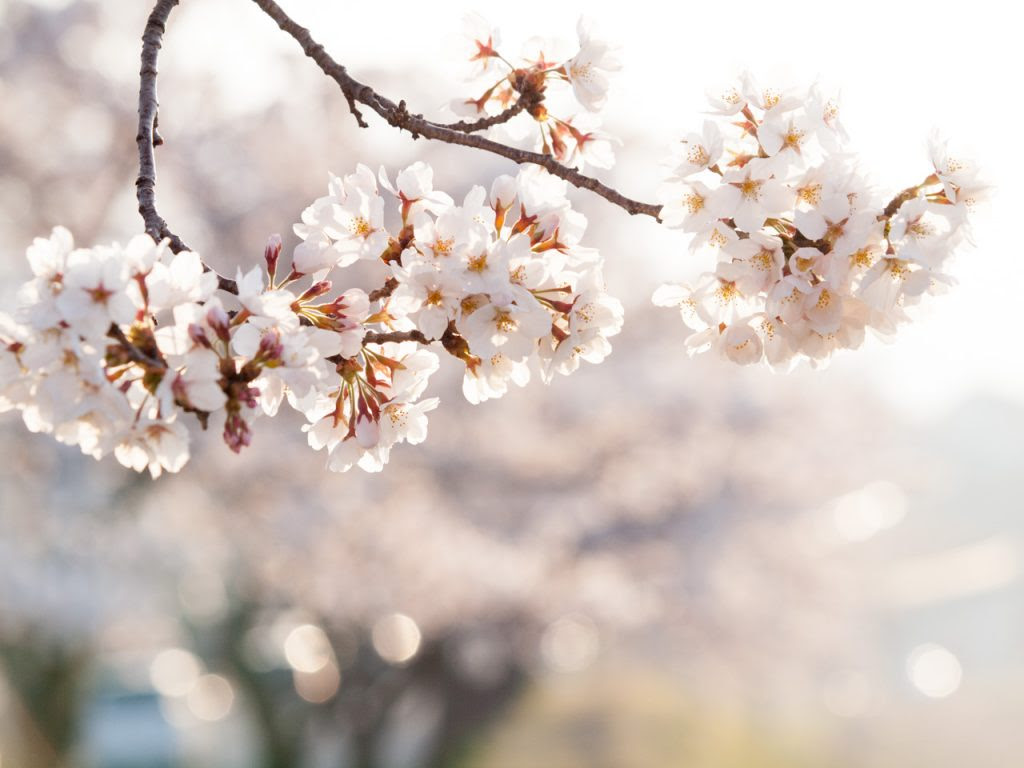 フリー写真素材 桜 クローズアップ Fotocook