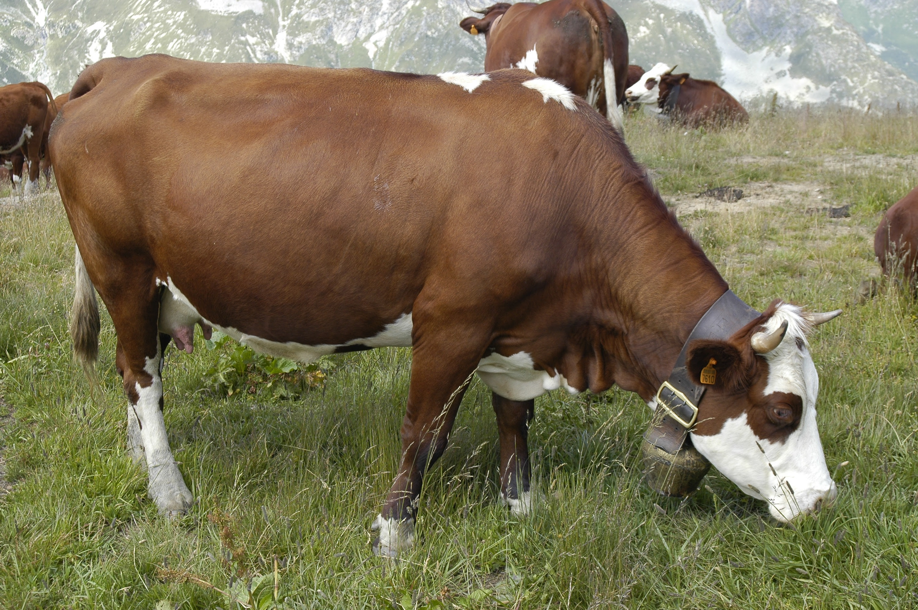 http://upload.wikimedia.org/wikipedia/commons/1/1c/Vache_d%27Abondance.jpg