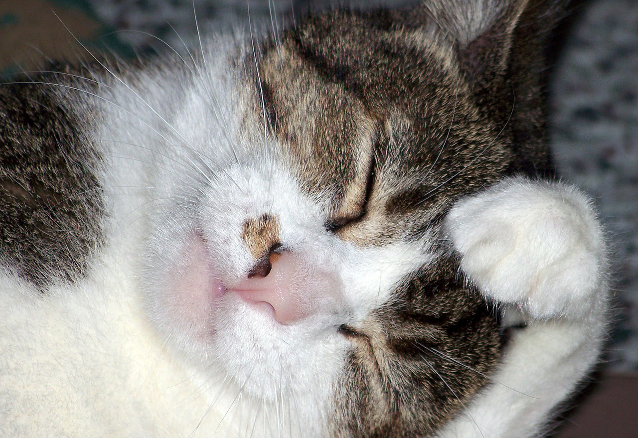 トリマー監修 猫の耳掃除の正しい方法 頻度は こんな耳垢には要注意