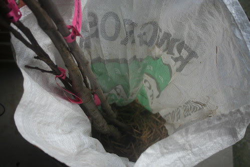 2013-08-20 - Thunder mountain trees - 02 - Packaging