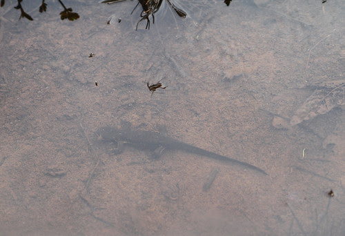 Naturewalk4