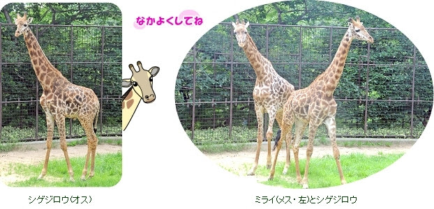 王子動物園 思い出のアルバム 231