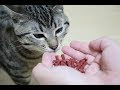 コンプリート！ 猫 ビーフ ジャーキー 259032-猫 ビーフジャーキー