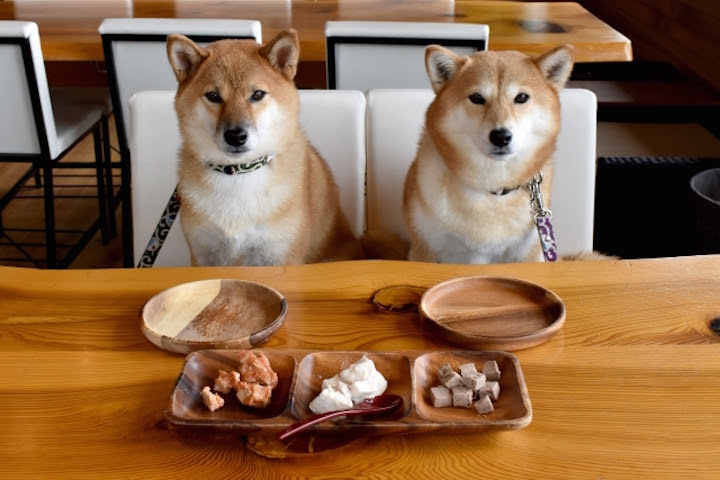 キャベツを犬に食べさせても大丈夫 与え方や与える時の注意点まとめ お役立ち 季節の耳より情報局