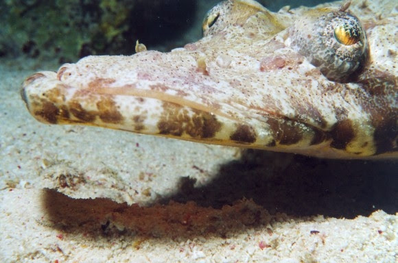 Crocodile fish or Carpetflathead