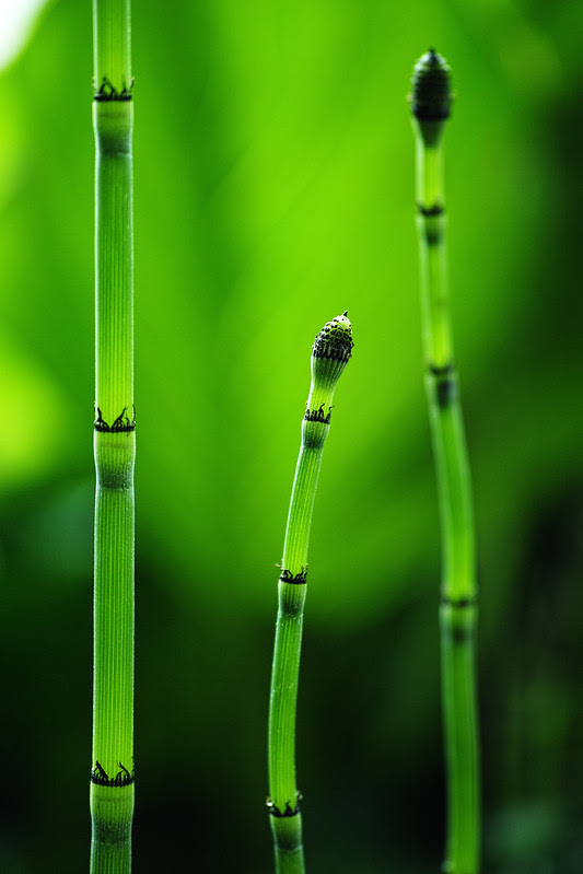 SDIM0978