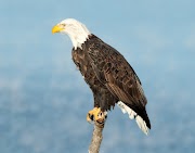 60+ Paling Top Gambar Fauna Elang