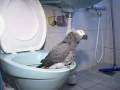 Potty trained parrot learned how to use the toilet