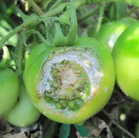 トマトの害虫一覧