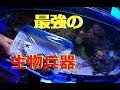 √100以上 海水魚 ろ材 最強 101269-海水魚 ろ材 最強