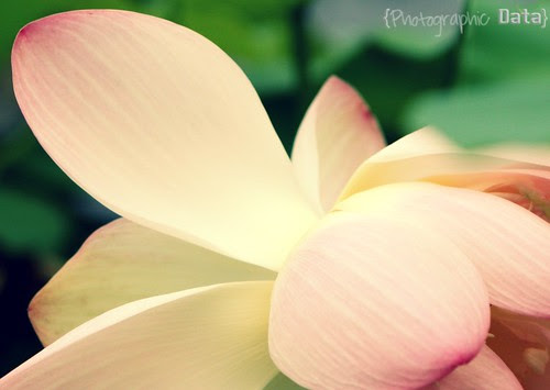 water lily 4