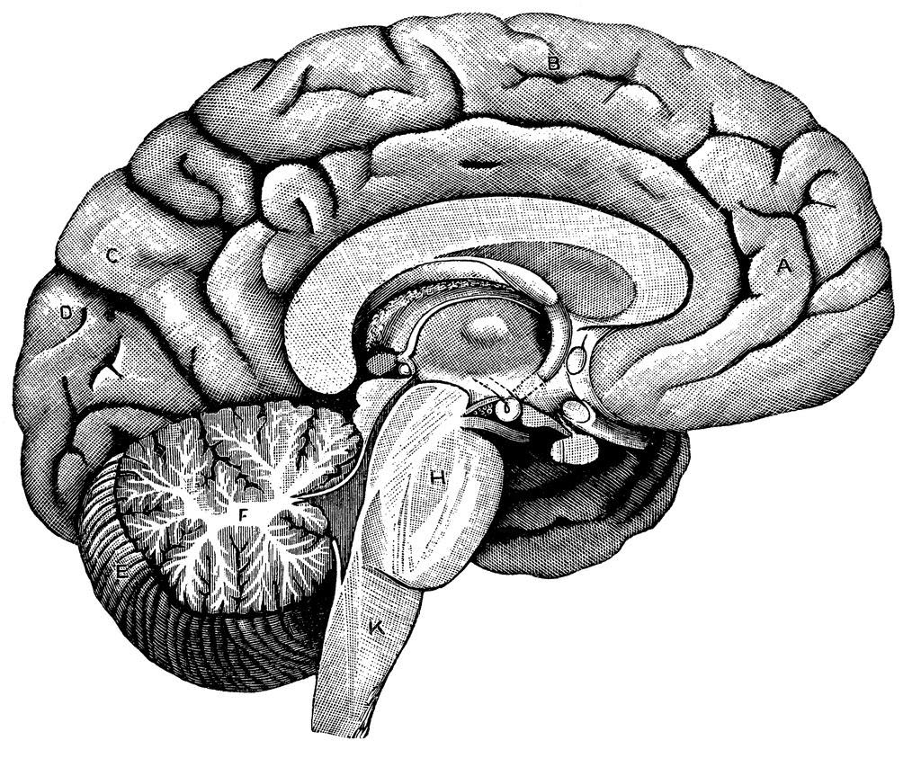 Brain Clipart Black And White | Free download on ClipArtMag