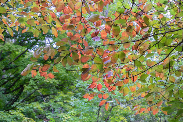 somewhat subtle change, green to orange