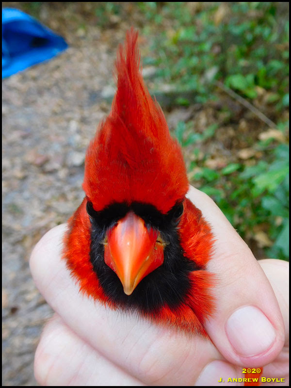 Northern Cardinal Northern Cardinal