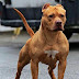 American Pitbull : American Pitbull Terrier Hunderasse Die Hundezeitung - The american pit bull terrier (apbt) has a strong desire to please.