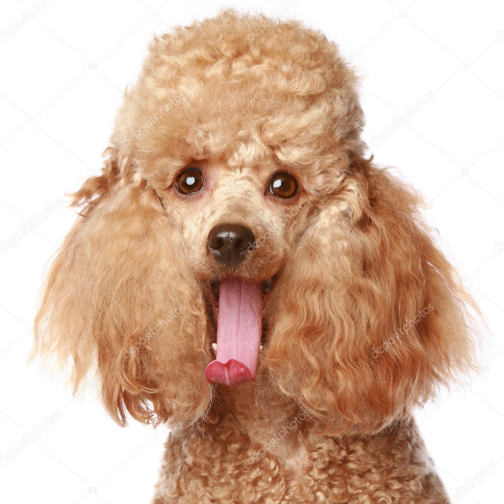 poodle puppy pictures
