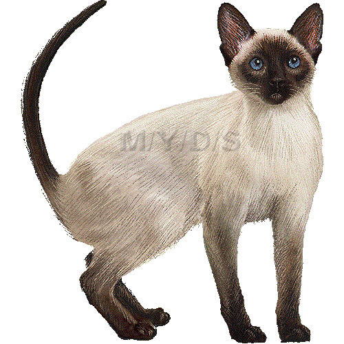 シャム猫 サイアミーズのイラスト 条件付フリー素材集