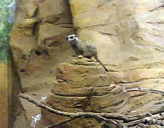 Meerkat