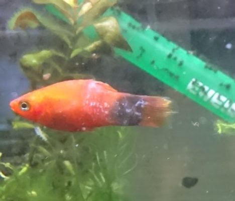 プラティが白点病になった 我が家の原因と対策そして結果 熱帯魚 ゆるクエ
