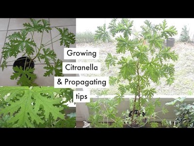 How to grow and propagate a Citronella 'mosquito plant' 🍃