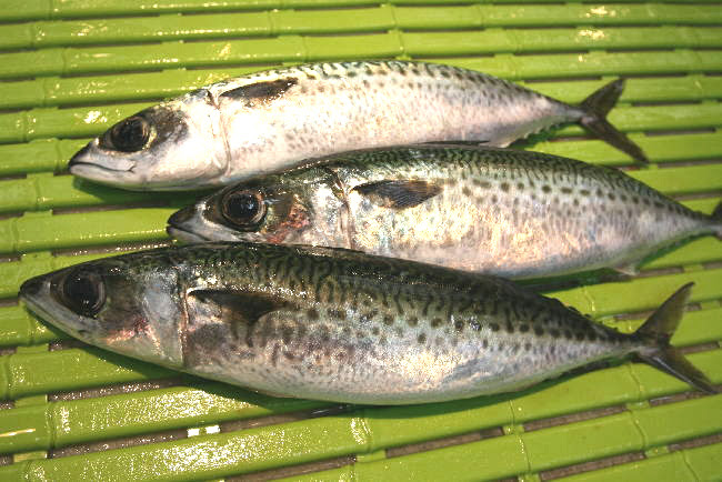 ゴマサバ 一本釣漁 初夏にサバが訪れるます 明石あたりではちょうどこの頃が旬となり一本釣りの物が多く出回ります とれたての物は刺身にしても最高 明石ではサバがよく釣れる時期があります マサバとゴマサバ どちらも釣れますが 当店の