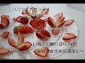 25 ++ いちご オシャレ 343082